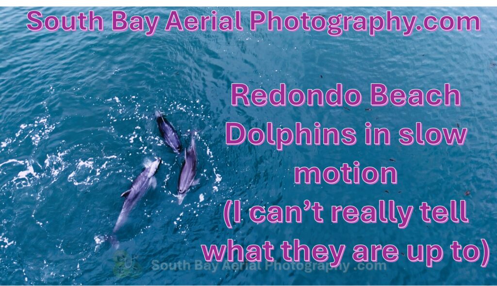 Redondo Beach Aerial HD Video Dolphins in slow motion
