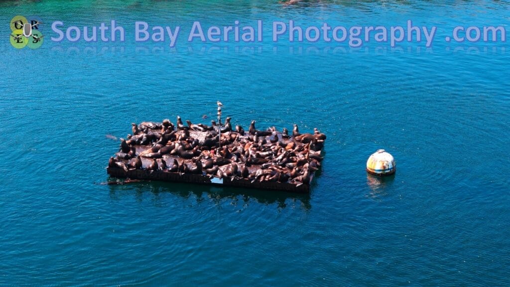 Harbor Seals 4K Aerial Video