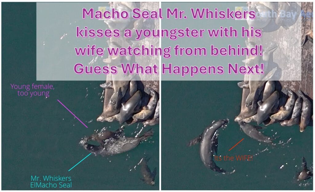 Kissing Seals Aerial Video